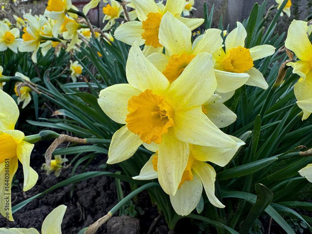 Yellow daffodils growing on a flowerbed in the garden. Daffodils growing in the park.