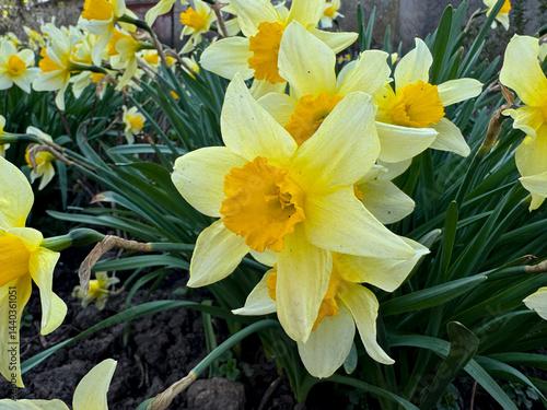 Obraz na płótnie Yellow daffodils growing on a flowerbed in the garden. Daffodils growing in the park. w salonie