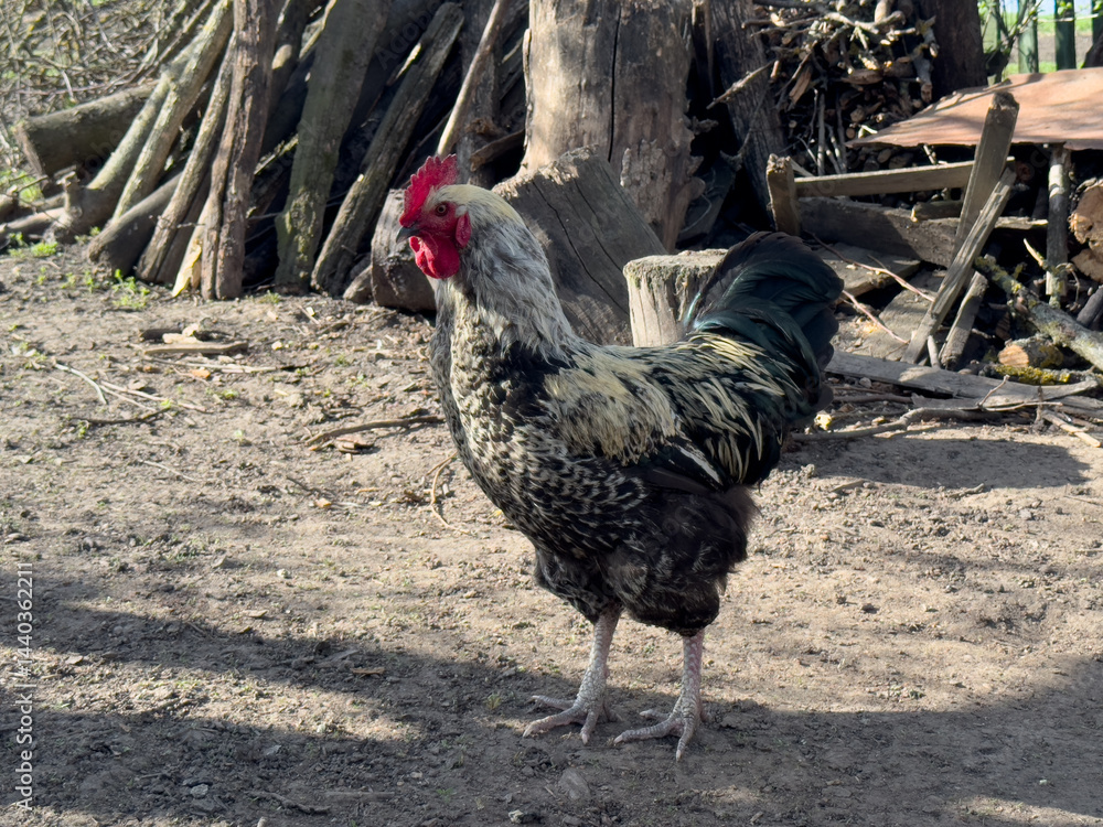 close up of rooster in village
