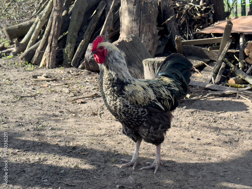 Obraz na płótnie close up of rooster in village w salonie