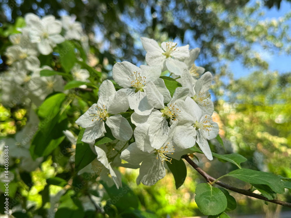 Blooming apple tree in the spring garden.