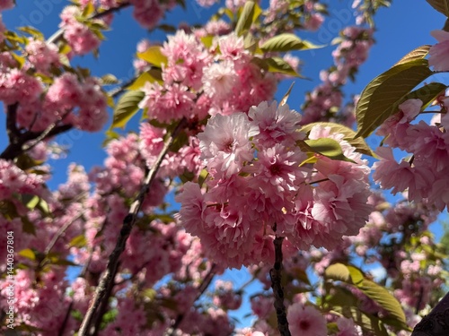 Obraz na płótnie Beautiful sakura flowers in the spring season in the park. w salonie