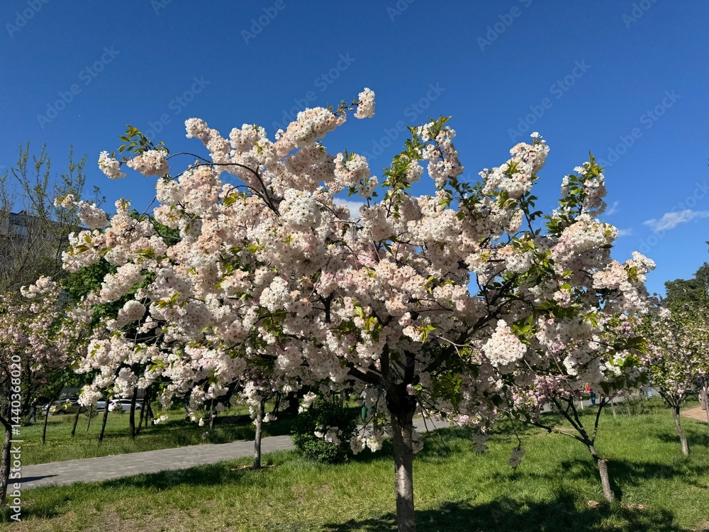 Beautiful sakura flowers in the spring season in the park.