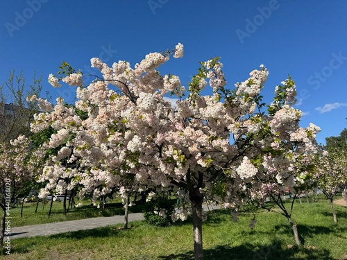  Beautiful sakura flowers in the spring season in the park.