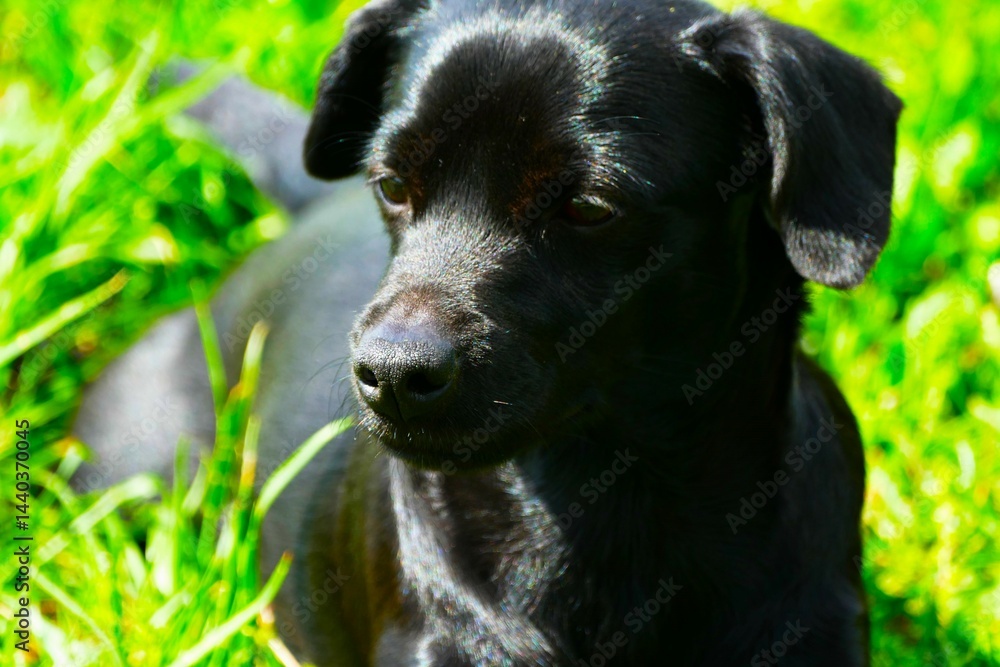 Portrait of cute black puppy dog in green grass close macro detail Portrait of cute black puppy dog in green grass close macro detail