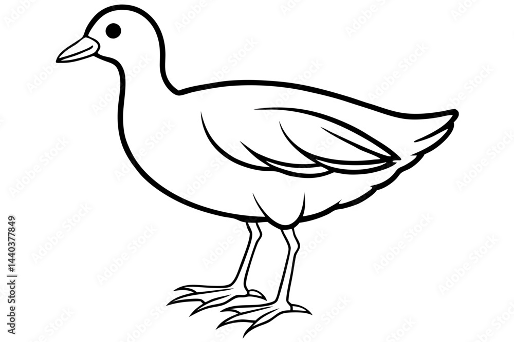 Fototapeta premium Moorhen Outline Illustration
