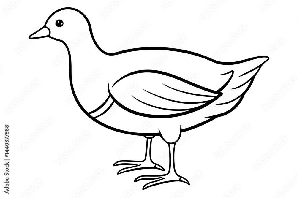 Fototapeta premium Moorhen Outline Illustration