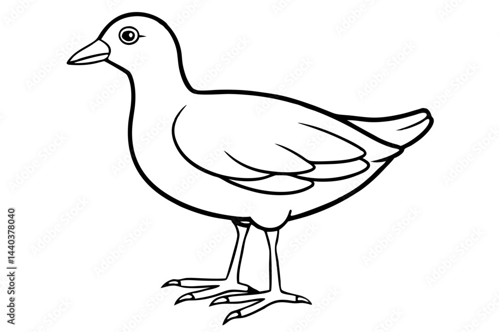 Moorhen Outline Illustration Moorhen Outline Illustration