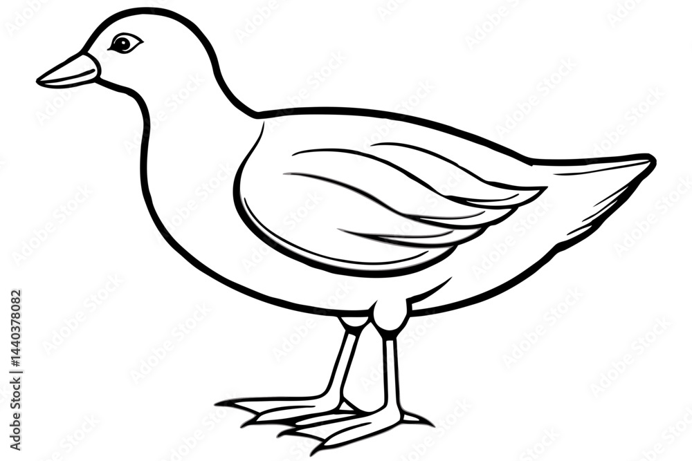 Moorhen Outline Illustration Moorhen Outline Illustration