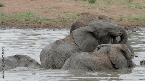 African elephant herd enjoying a family mud bath