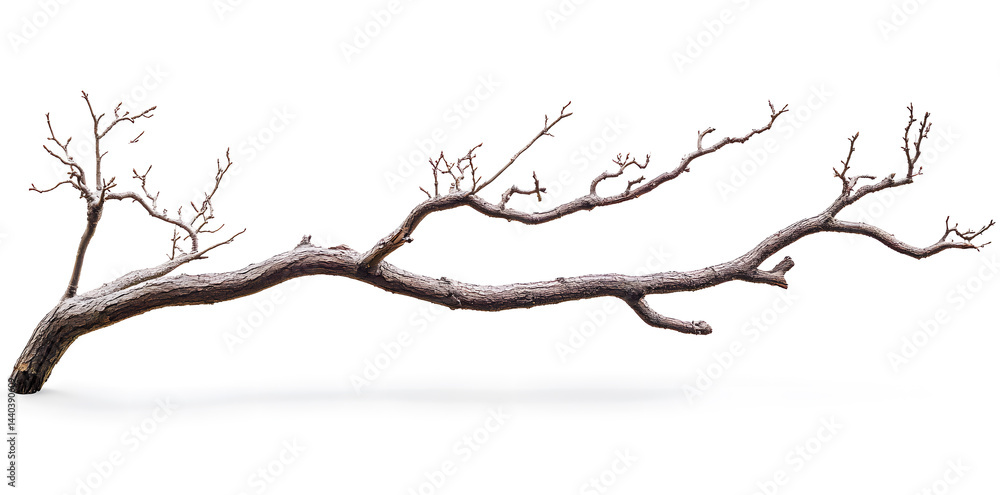A bare, gnarled branch isolated on white background A bare, gnarled branch isolated on white background