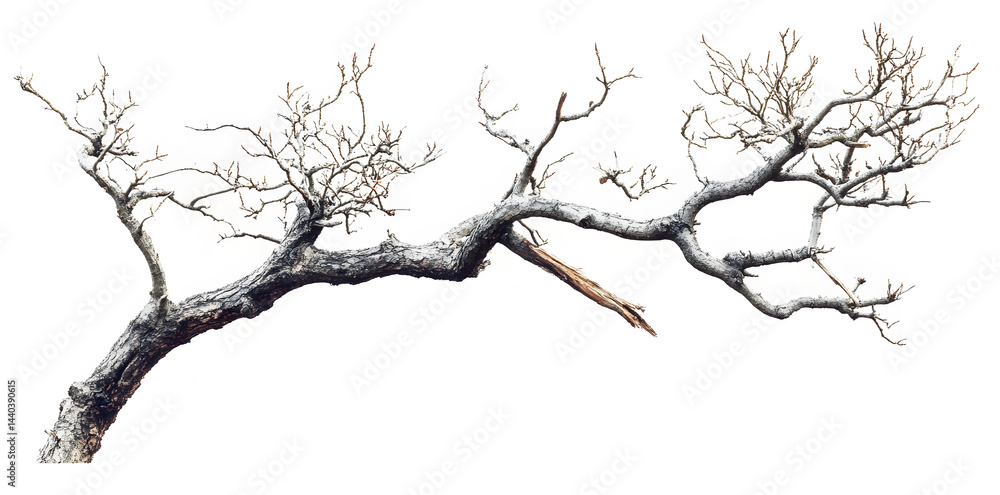A bare, gnarled branch isolated on white background