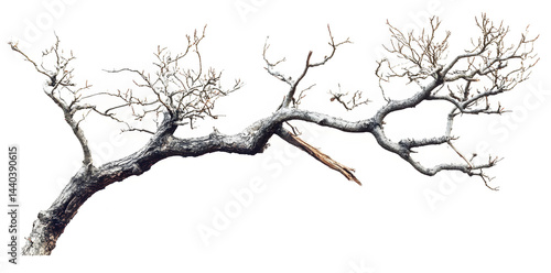 Obraz na płótnie A bare, gnarled branch isolated on white background w salonie