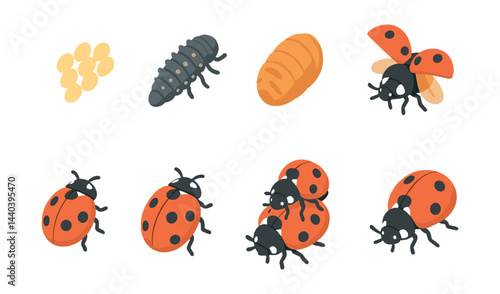 Ladybug life cycle icons set – egg, larva, pupa, adult, mating