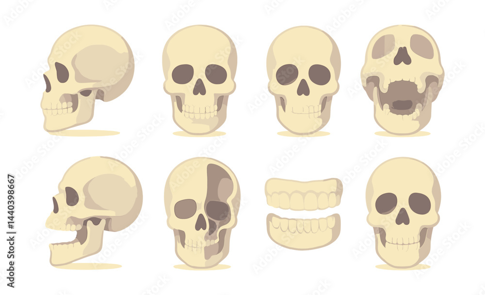 Skull anatomy icons set – side, front, jaw, teeth, profile, open, closed, sectional, medical, diagram Skull anatomy icons set – side, front, jaw, teeth, profile, open, closed, sectional, medical, diagram