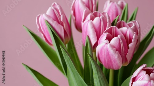Wallpaper Mural Pink tulips blooming timelapse against soft pastel background Torontodigital.ca