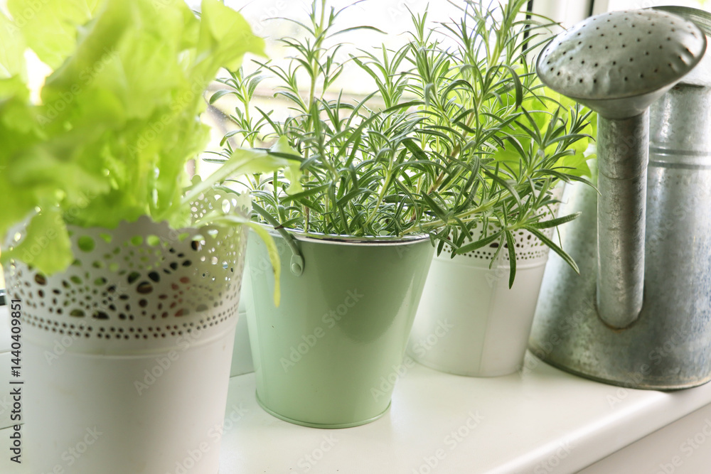 Different aromatic potted herbs on window sill