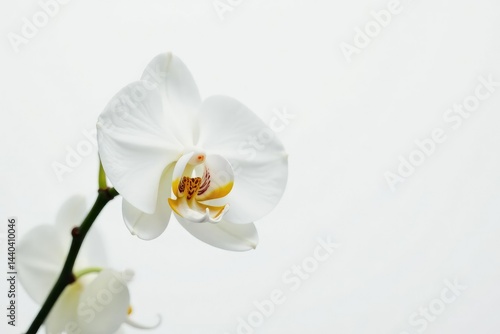 Delicate white orchid blossom against pure white backdrop, light, bright