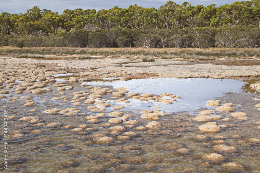 Thrombolites in Lake Clifton in Yalgorup National Park southly of Mandurah, Western Australia, Australia
Thrombolites in Lake Clifton in Yalgorup National Park southly of Mandurah, Western Australia, Australia
