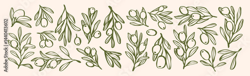 Set of olive branch with leaves and olive oil logo or olive tree icon, hand drawn olive border botanical medicine herbs in vector format, floral olive frame