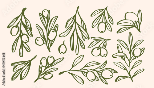 Set of olive branch with leaves and olive oil logo or olive tree icon, hand drawn olive border botanical medicine herbs in vector format, floral olive frame