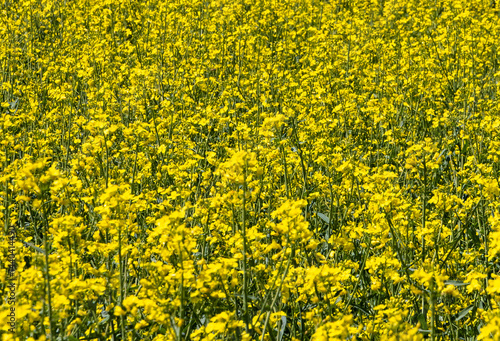 Close-up of yellow flowering rapeseed plants in the field
