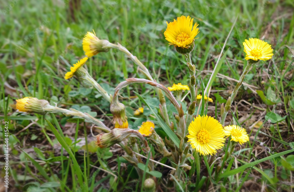 Coltsfoot Medicinal Early Spring Flower