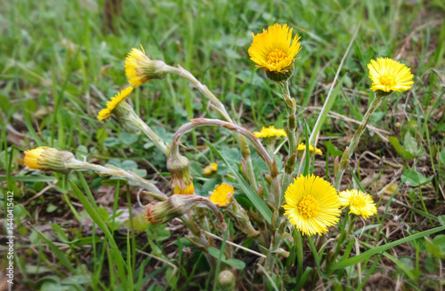 Obraz na płótnie Coltsfoot Medicinal Early Spring Flower w salonie