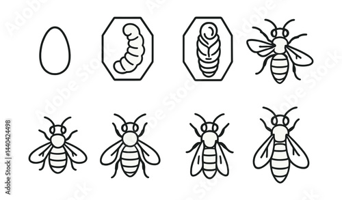 Bee life cycle icons set – egg, larva, pupa, adult bee, development stages