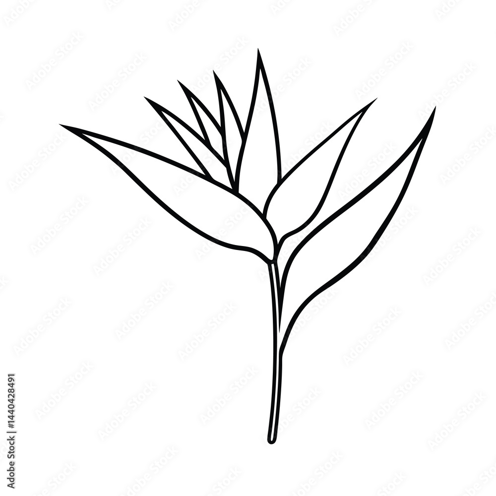 Fototapeta premium Bird of Paradise Flower Line Art