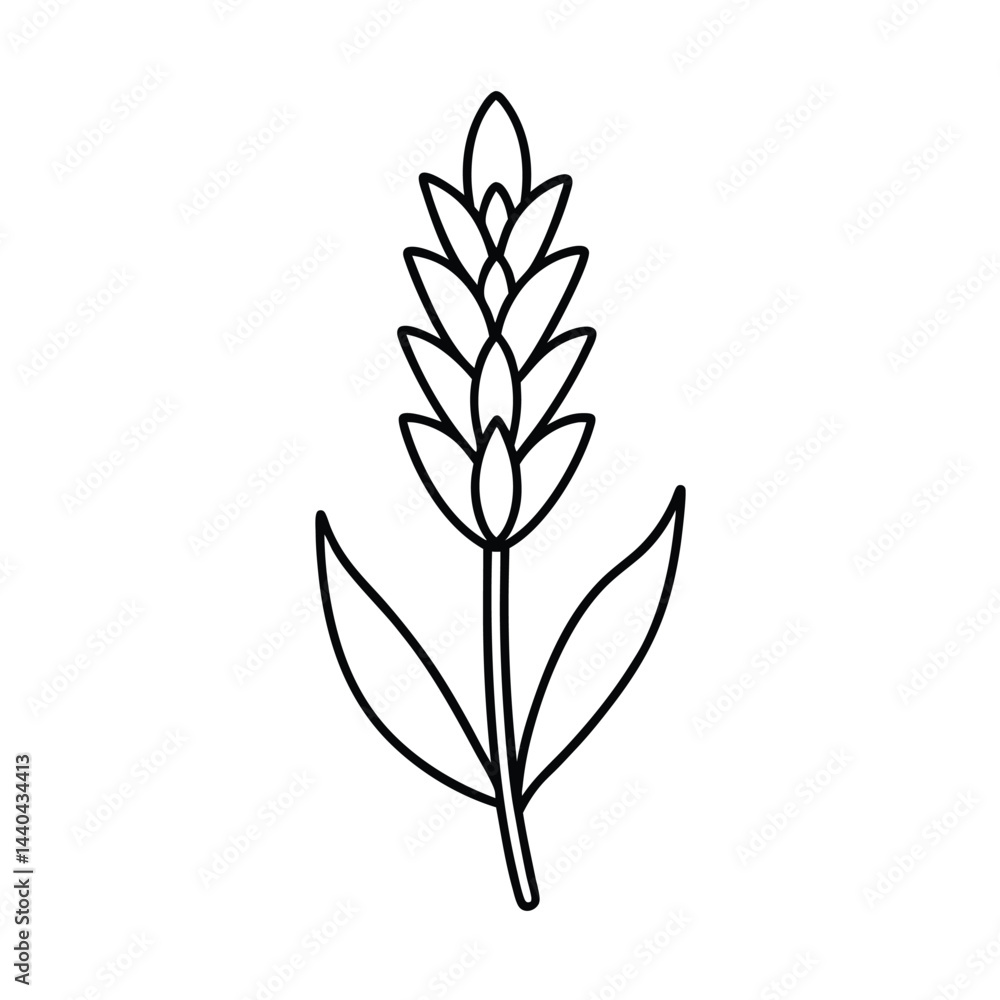 Fototapeta premium Line Art Curcuma Flower Illustration