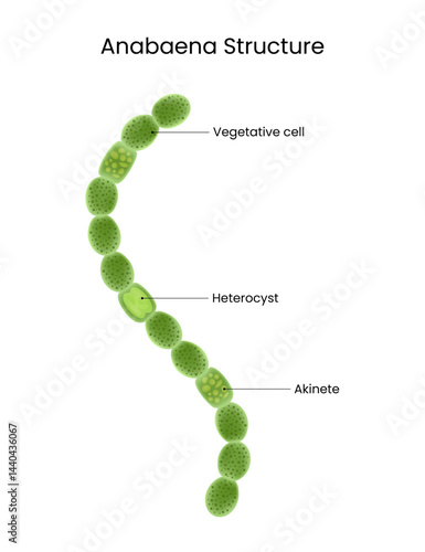 Anabaena Structure Detailed Scientific Illustration