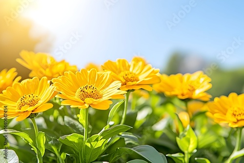 Vibrant yellow flowers bask in bright sunlight against a clear blue sky Lush green foliage surrounds the blossoms