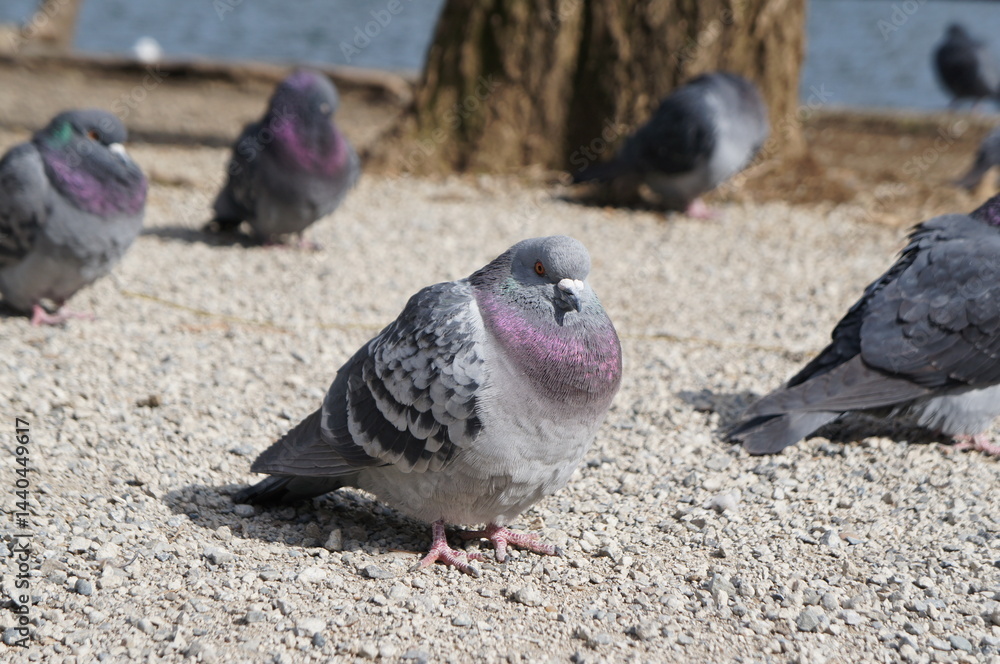 Obraz premium 公園の砂利道でくつろぐ鳩たち。日光を浴びながら、落ち着いた雰囲気のなか休憩しています。