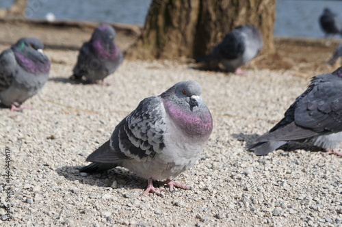 公園の砂利道でくつろぐ鳩たち。日光を浴びながら、落ち着いた雰囲気のなか休憩しています。