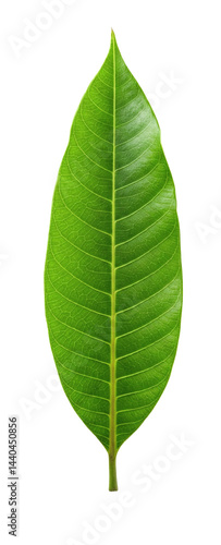 green mango leaf symbol of prosperity and divine blessings indian festival isolated on transparent background