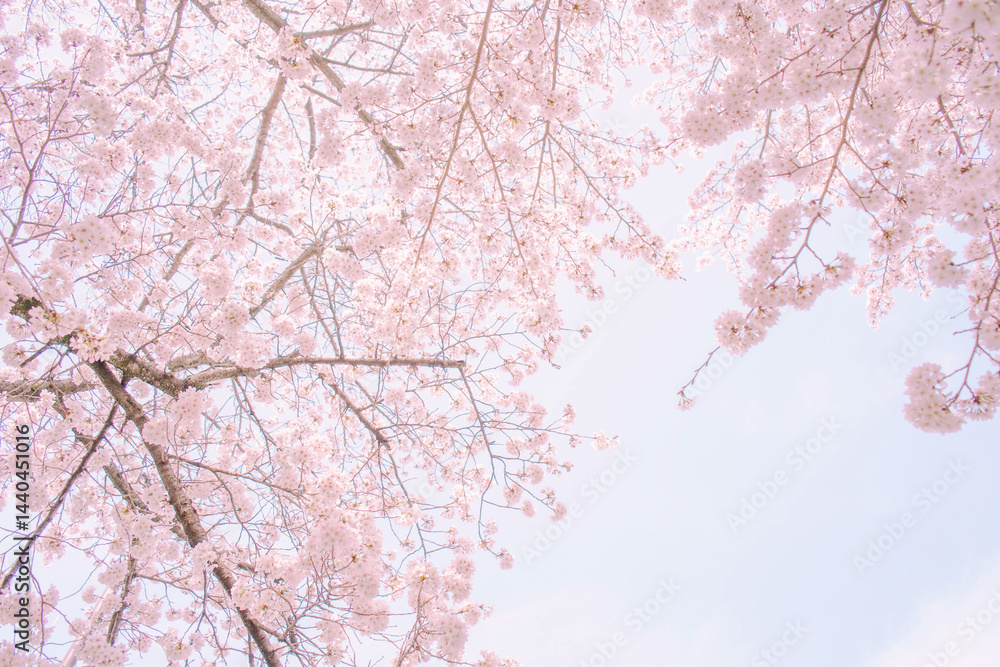 Fototapeta premium 青空を背景にした満開の桜の花が美しい風景を彩ります。この画像は春の自然の美しさを表現しています。