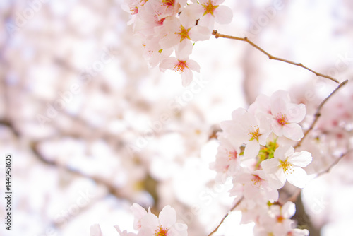 春の象徴である桜の花が、優雅に咲く様子を撮影したクローズアップ写真。