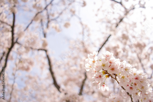青空を背景にした美しい桜の花のクローズアップ。春の訪れを感じさせる、優雅で心安らぐシーン。