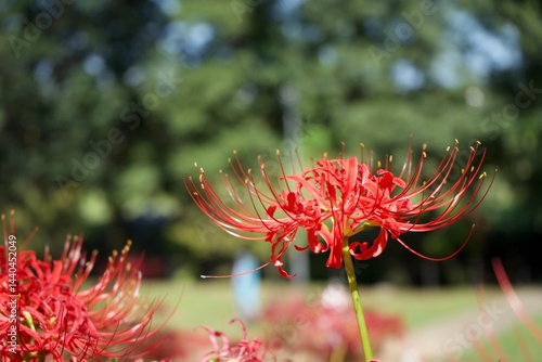 鮮やかな赤色の曼珠沙華が、緑の背景を背に美しく咲いています。夏の終わりから秋にかけて、日本の自然を彩る風景です。