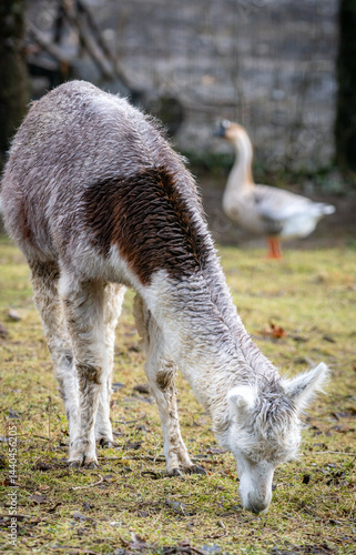 A light-colored llama with a brown patch on its back grazes while a goose stands nearby