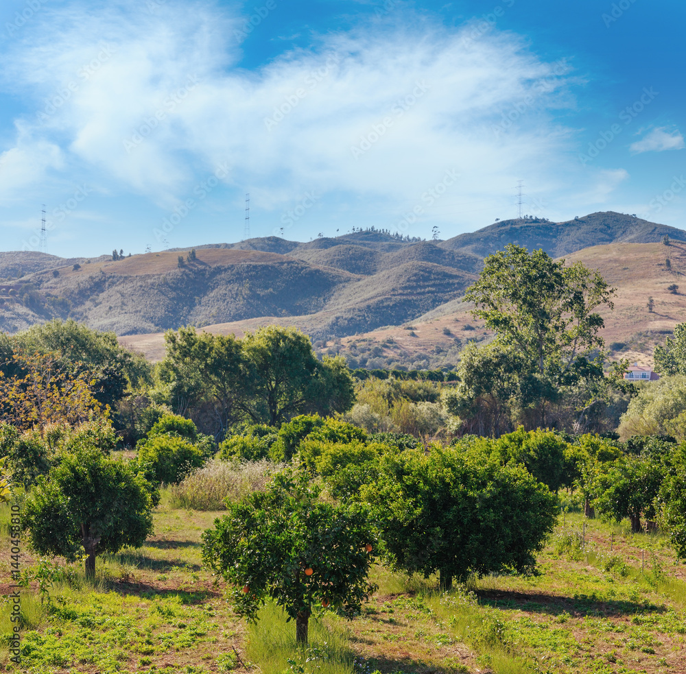 Summer country landscape.
