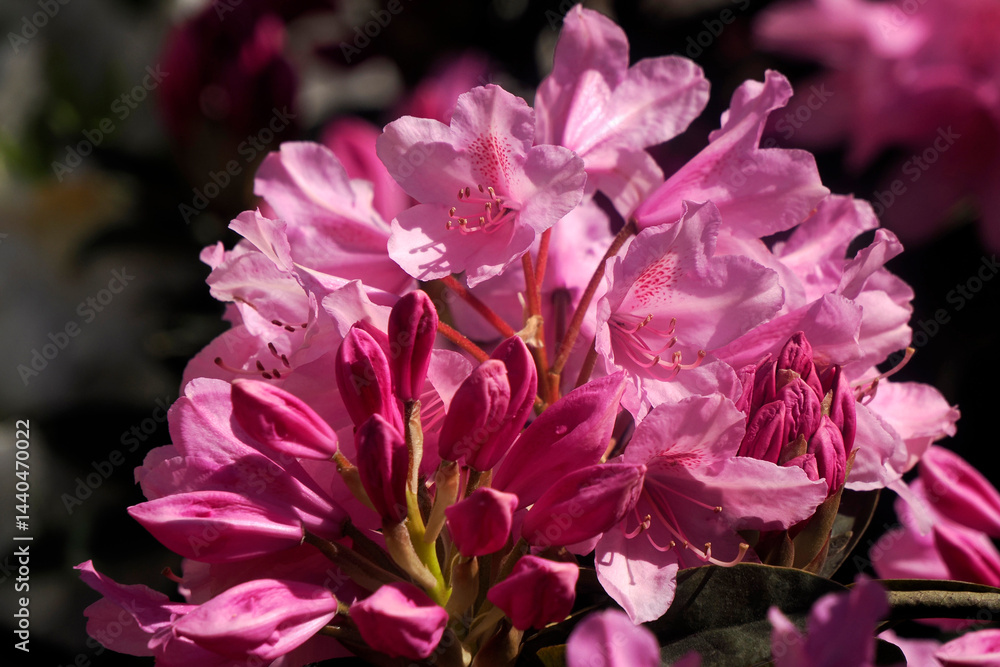 garden full of flowers detail garden full of flowers detail