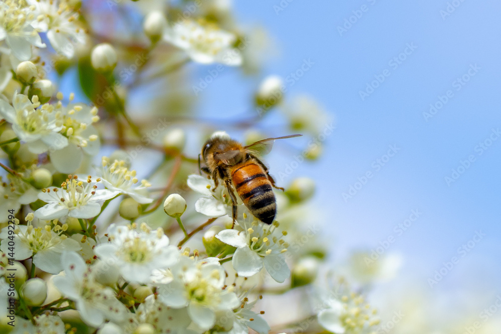 Bees collecting pollen from flowers Bees collecting pollen from flowers