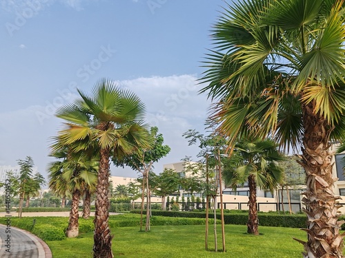 Washingtonia robust or Mexican fan palm, washingtonia palm trees top view, Palm trees full view with their leaves, Washingtonia Palm. Arabic Date green tree plants