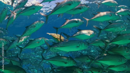 Wallpaper Mural Various fish live in the sea, and predators are looking for small fish. Torontodigital.ca