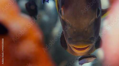 Wallpaper Mural Various fish live in the sea, and predators are looking for small fish. Torontodigital.ca