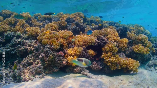 Wallpaper Mural Various fish live in the sea, and predators are looking for small fish. Torontodigital.ca