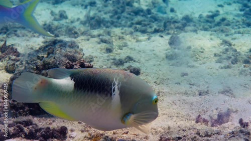 Wallpaper Mural Various fish live in the sea, and predators are looking for small fish. Torontodigital.ca