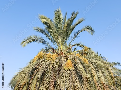 Palm Tree, View of Palm tree with Blue SKY background, Date tree or Arabic palm tree with Date on it Palm trees with Dates fruits on its, trees are Loaded with bunches of fruits Healthy food Date Plam